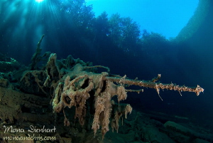 no, it's not a tank!

A fallen tree in the Samaranger l... by Mona Dienhart 